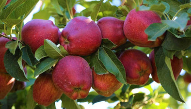 A cluster of ripe red apples hanging on a tree branch, surrounded by green leaves, under a bright sky.