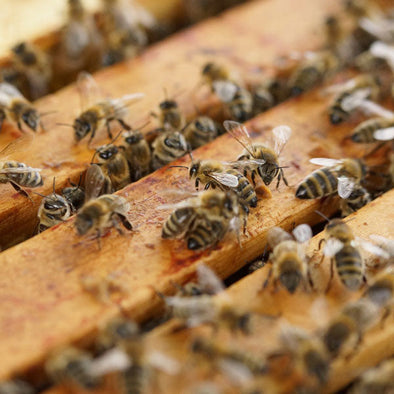 A close-up shot showing many bees clustered on wooden frames within a beehive, with some bees actively moving around. The focus is on the density and activity of the bee colony.