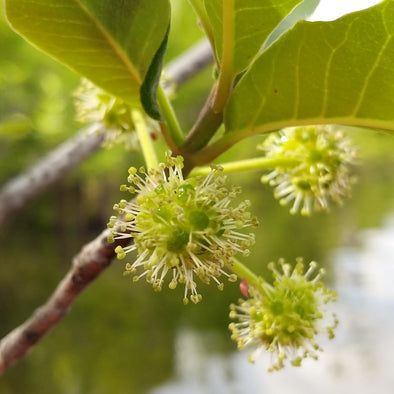 Tupelo Honey: The Tupelo blossom