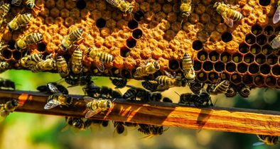 bees on a honeycomb