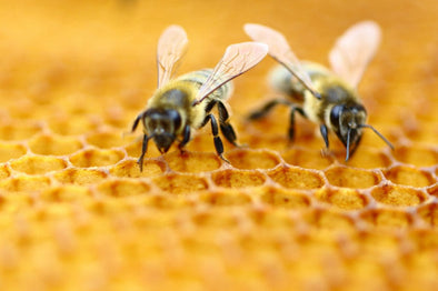 Two bees on a honeycomb, showcasing the intricate hexagonal pattern of the comb.