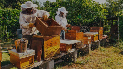 Two beekeepers in full protective suits and veiled hats are working with beehives in a sunny, outdoor apiary.