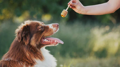 A brown and white Australian Shepherd dog with its mouth open and tongue out looks up expectantly at a hand holding a wooden honey dipper dripping with golden honey.