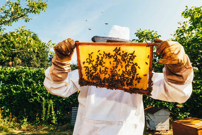 A beekeeper in a white protective suit and gloves holds a wooden frame covered with honeycomb and bees, standing in a lush green garden with beehives and trees in the background under a clear blue sky.