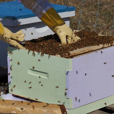 Beekeeper in gloves inspecting a beehive filled with bees in an outdoor setting with other hives in the background.