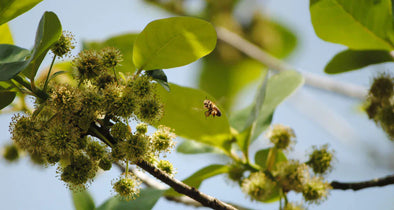 A bee hovers near clusters of small, greenish-white tupelo tree flowers on a branch, surrounded by vibrant green leaves under a clear blue sky.