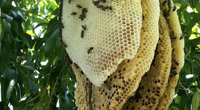 A natural beehive hanging from tupelo tree branch, surrounded by green leaves. The hive has multiple layers of honeycomb with hexagonal cells, some filled with honey and others capped. Several bees are visible crawling on the surface of the hive.