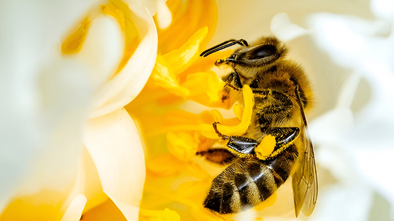 A close-up of a honeybee collecting nectar from a bright yellow flower.