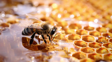 Close-up of a bee on a honeycomb filled with honey, showcasing the hexagonal pattern and golden texture.
