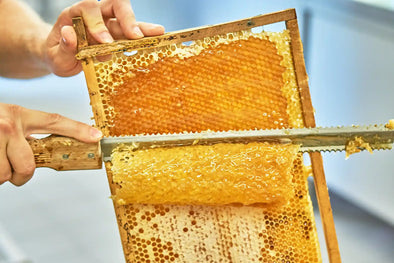 A close-up of hands using a serrated knife to cut through a honeycomb frame filled with golden honey, with a blurred background.