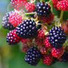 Blackberry Honey