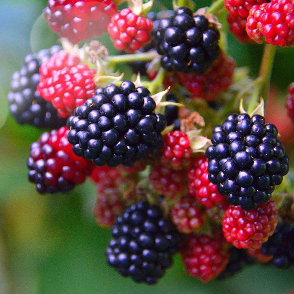 Blackberry Honey