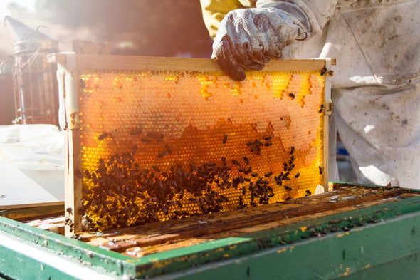 a person in protective gear holding a beehive frame filled with honeycomb and bees. The frame is being removed from a green beehive box.