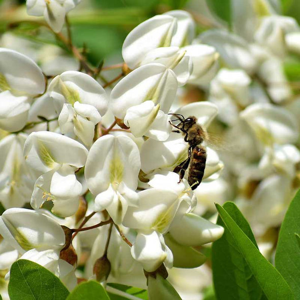 Honeybee on acacia blossom
